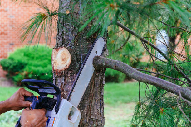 How Our Tree Care Process Works  in Woodlawn, VA